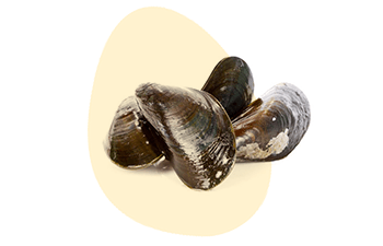 Molluscs is listed as one of the 14 major food allergens