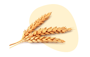 Cereals Containing Gluten is listed as one of the 14 major food allergens